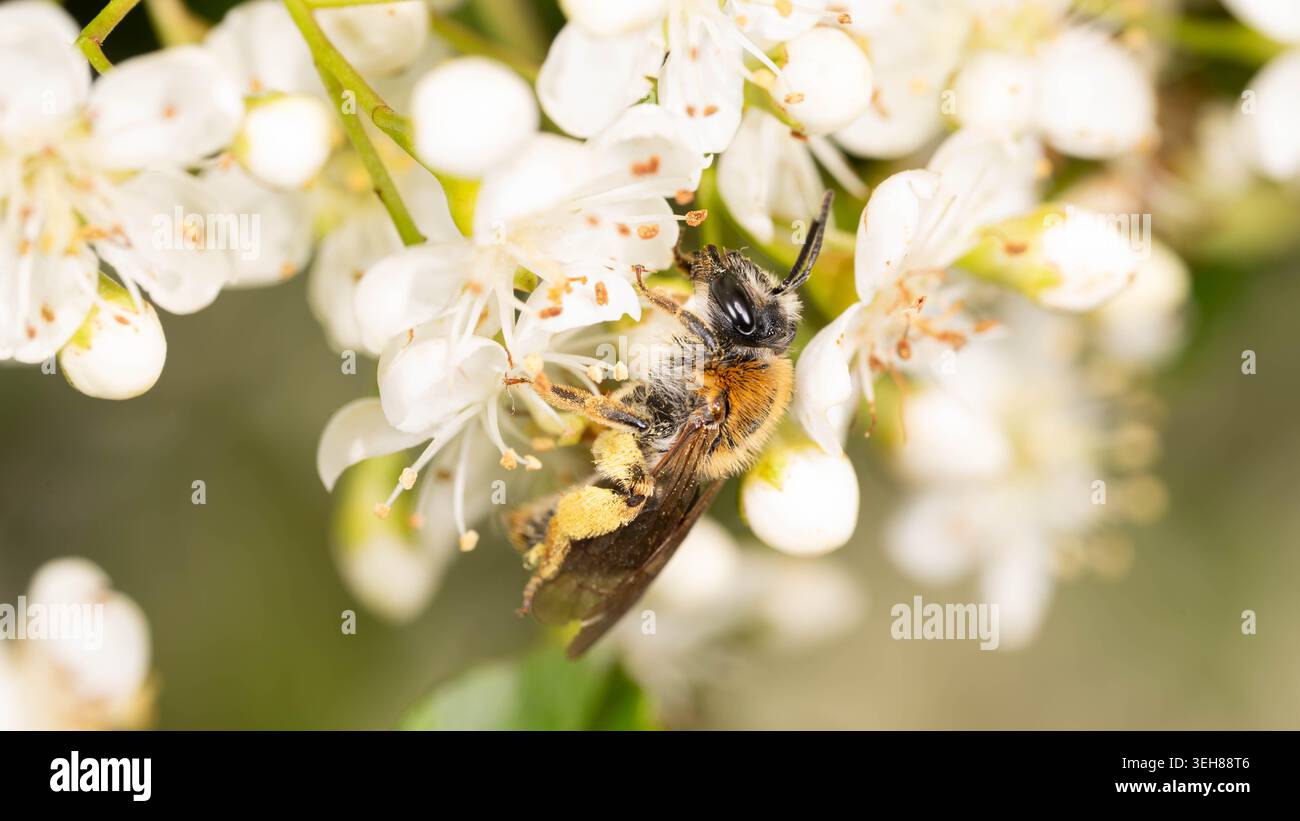 Bio Diversity - Andrena haemorrhoa - Macro d'abeille minière à queue orange en fleurs blanches. Photo de haute qualité Banque D'Images