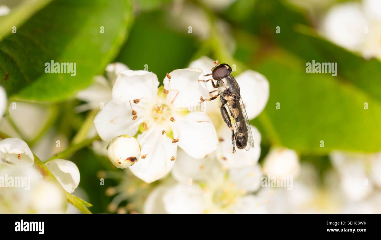 Bio Diversity - Syritta pipiens - Macro d'un Hoverfly à pattes épaisses. Photo de haute qualité Banque D'Images