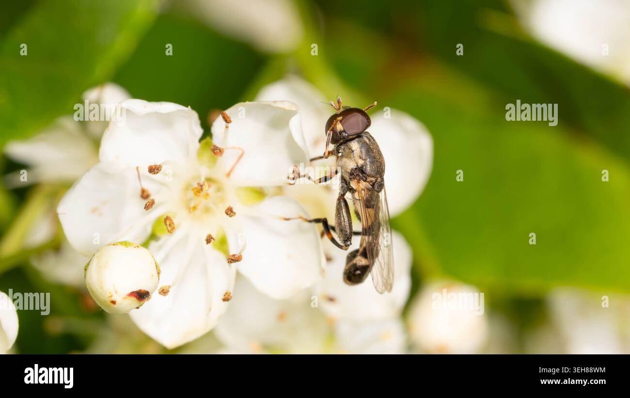 Bio Diversity - Syritta pipiens - Macro d'un Hoverfly à pattes épaisses. Photo de haute qualité Banque D'Images