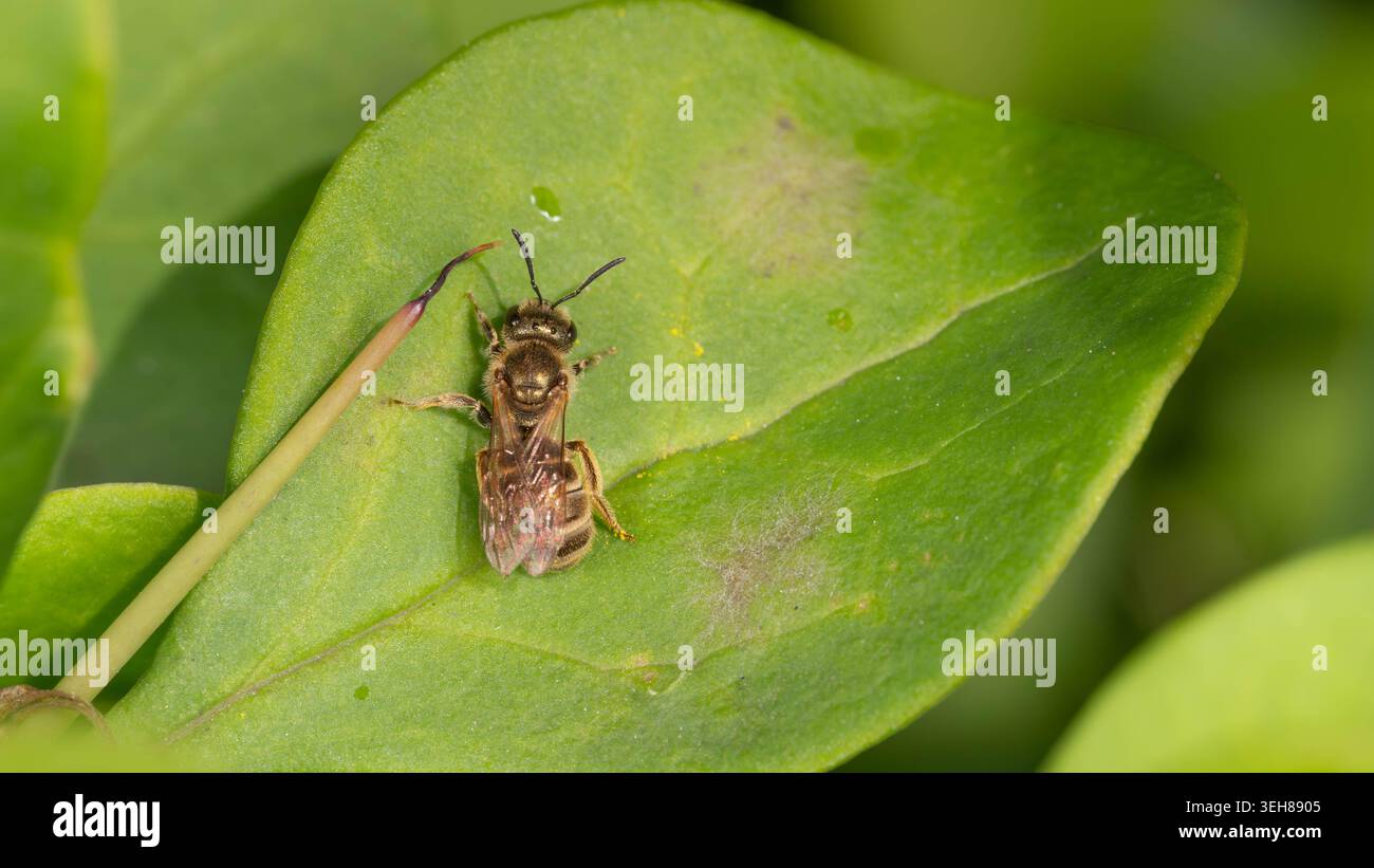 Biodiversité - Halictus tumulorum - Macro d'une abeille sillon de bronze. Photo de haute qualité Banque D'Images