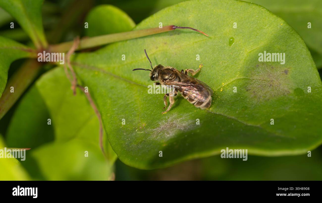 Biodiversité - Halictus tumulorum - Macro d'une abeille sillon de bronze. Photo de haute qualité Banque D'Images
