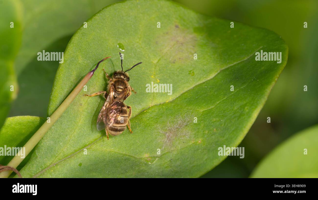 Biodiversité - Halictus tumulorum - Macro d'une abeille sillon de bronze. Photo de haute qualité Banque D'Images