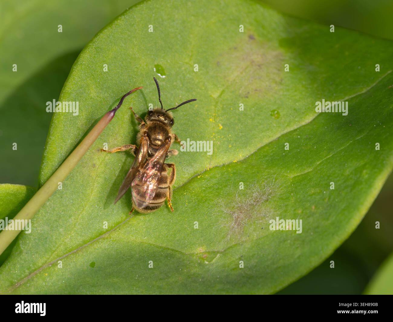 Biodiversité - Halictus tumulorum - Macro d'une abeille sillon de bronze. Photo de haute qualité Banque D'Images