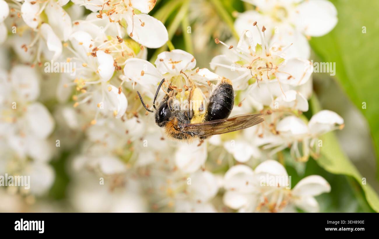 Bio Diversity - Andrena haemorrhoa - Macro d'abeille minière à queue orange en fleurs blanches. Photo de haute qualité Banque D'Images