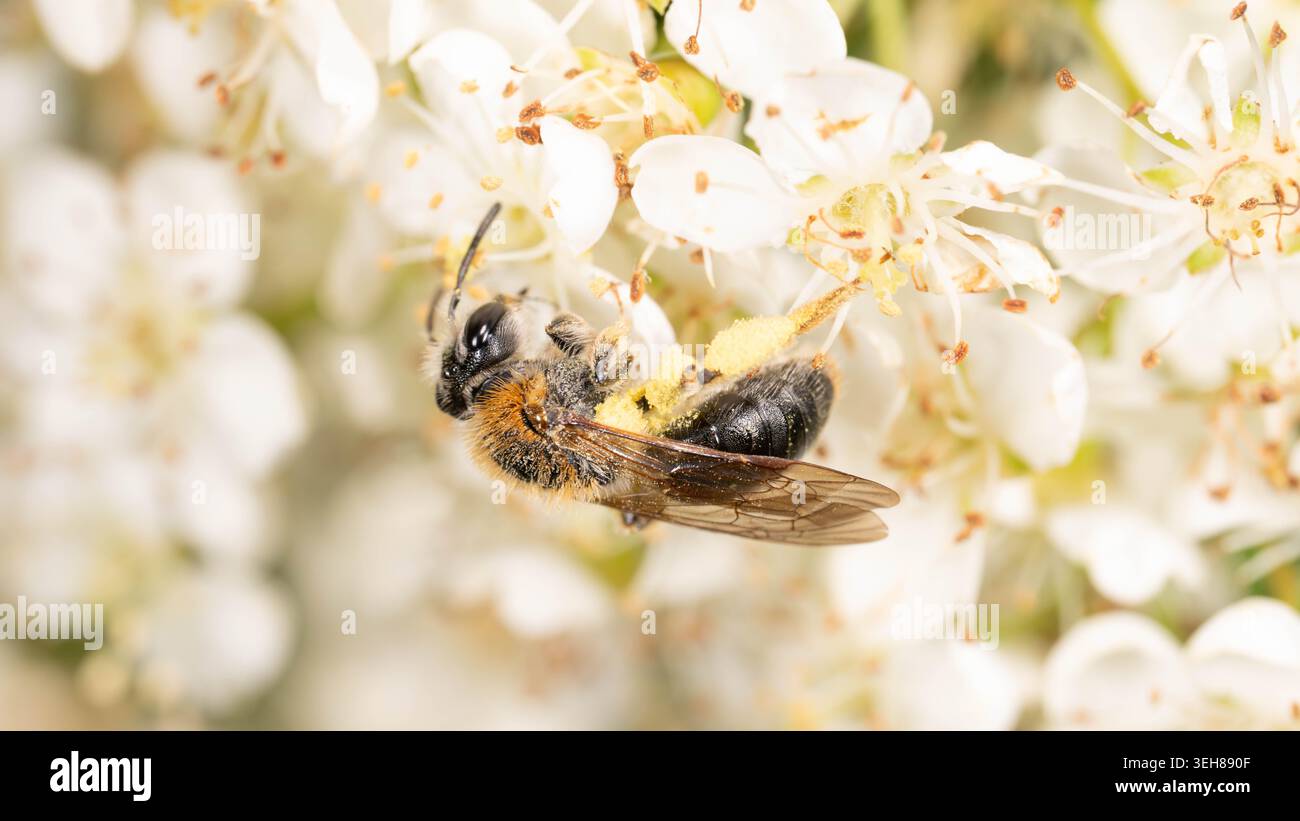 Bio Diversity - Andrena haemorrhoa - Macro d'abeille minière à queue orange en fleurs blanches. Photo de haute qualité Banque D'Images