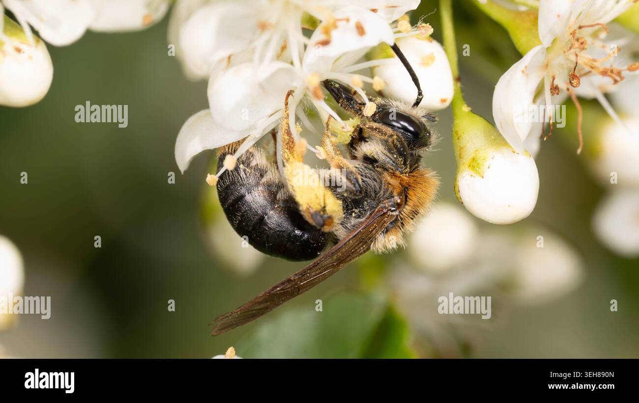 Bio Diversity - Andrena haemorrhoa - Macro d'abeille minière à queue orange en fleurs blanches. Photo de haute qualité Banque D'Images