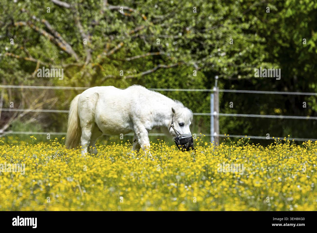 Paysage au printemps. Chevaux dans un paddock à Heroldstatt dans le Jura souabe. Heroldstatt, Bade-Wuertemberg, Allemagne Banque D'Images