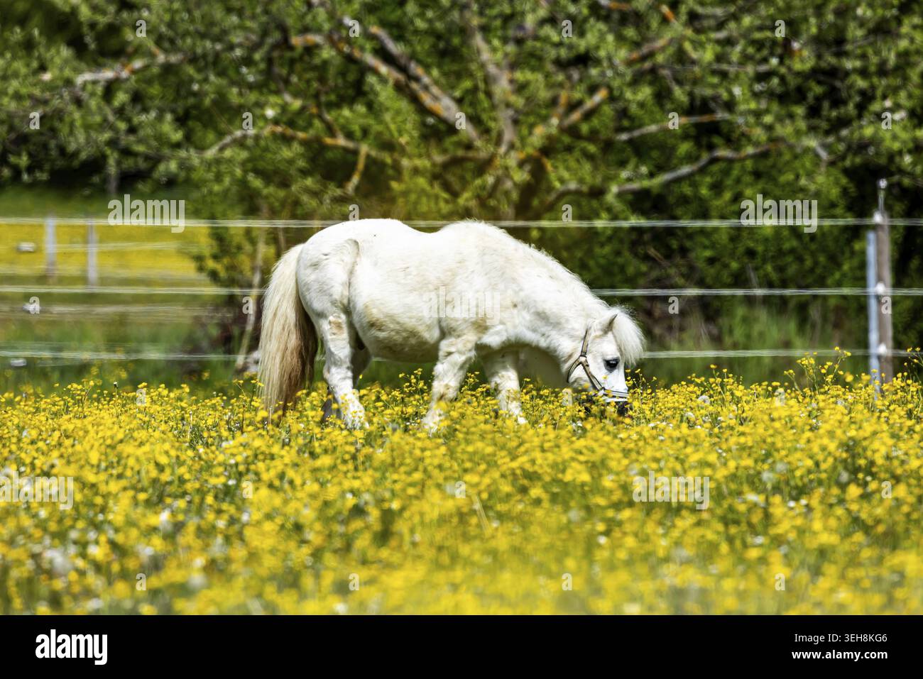 Paysage au printemps. Chevaux dans un paddock à Heroldstatt dans le Jura souabe. Heroldstatt, Bade-Wuertemberg, Allemagne Banque D'Images