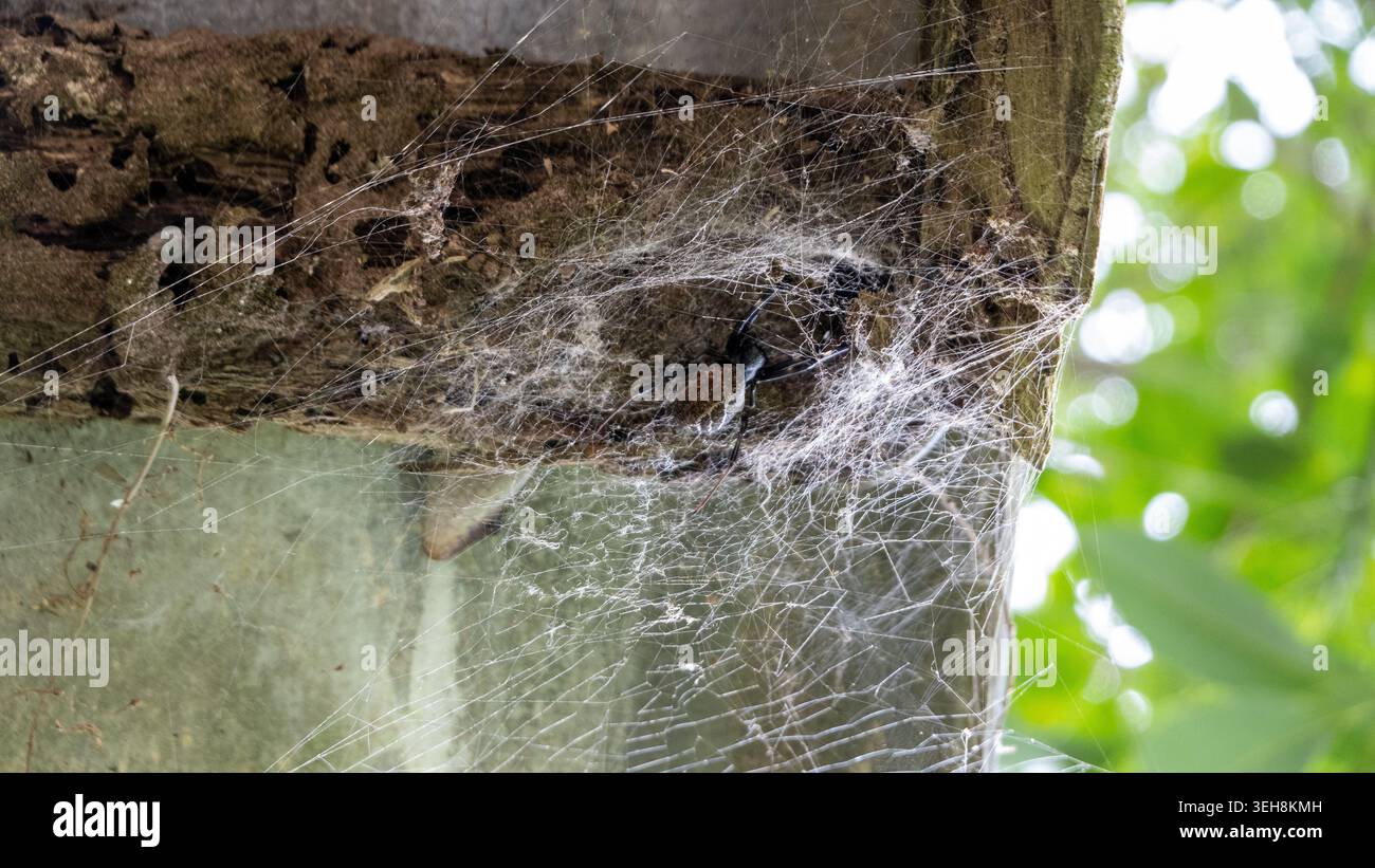 Gros plan d'une araignée exotique à toile d'entonnoir attendant à l'intérieur de sa toile d'entonnoir de soie dans un habitat naturel Banque D'Images