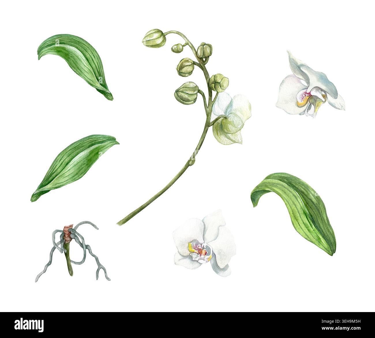 Ensemble orchidée blanche. Fleurs, tige avec bourgeons, feuilles vertes et racines. Illustration d'aquarelle botanique dessinée à la main, isolée. Convient pour la conception de carte Banque D'Images