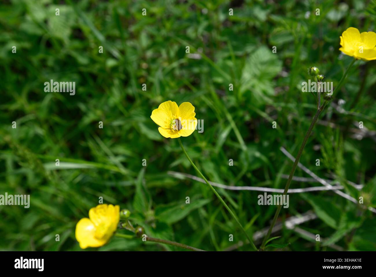 Rare sawfly plongeant tête la première dans la fleur de papillon. Mouche de scie (Athalia bicolor) sautant la tête la première dans le pollen de Ranunculus. Banque D'Images