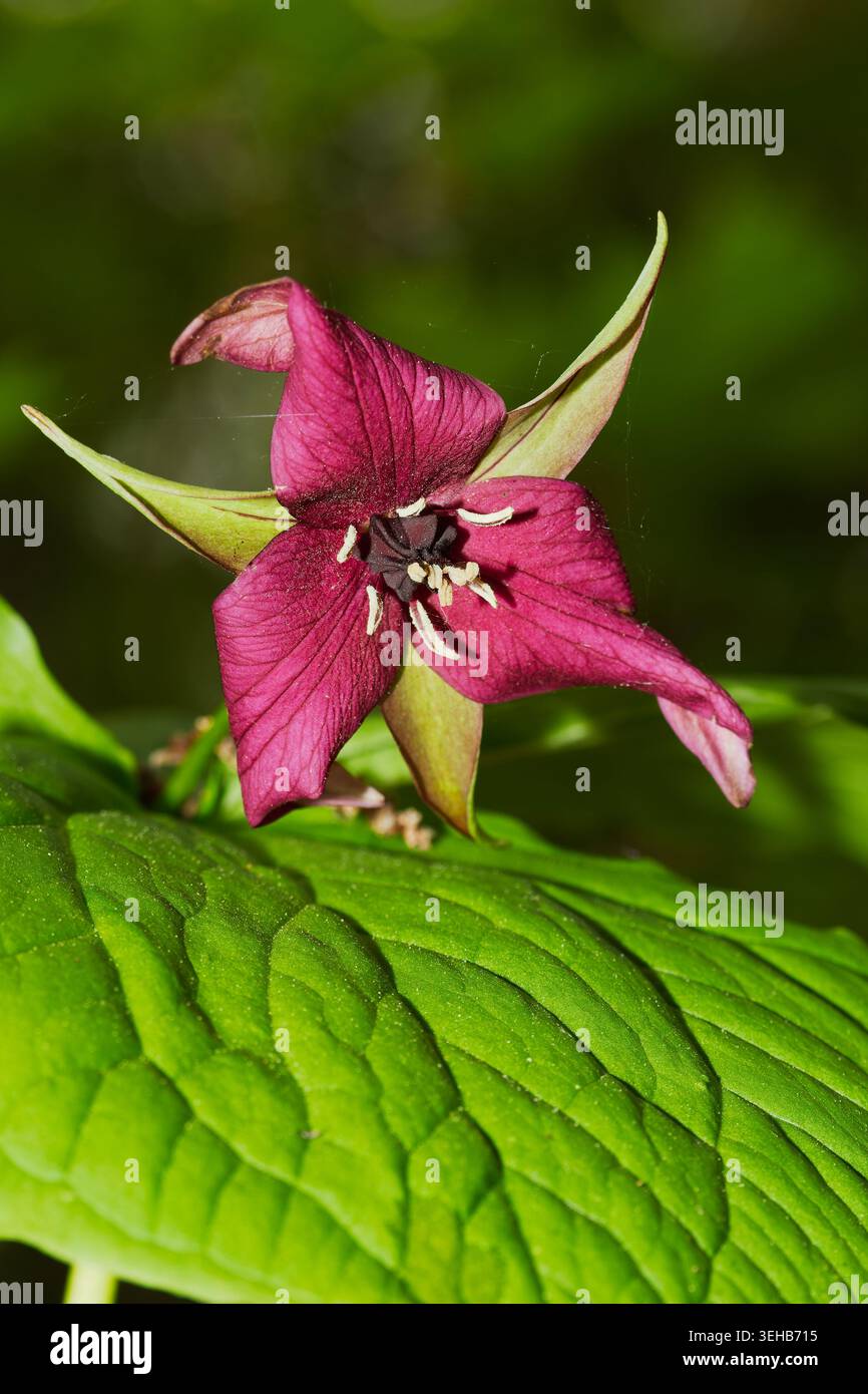 Fleur de trillium rouge Banque D'Images