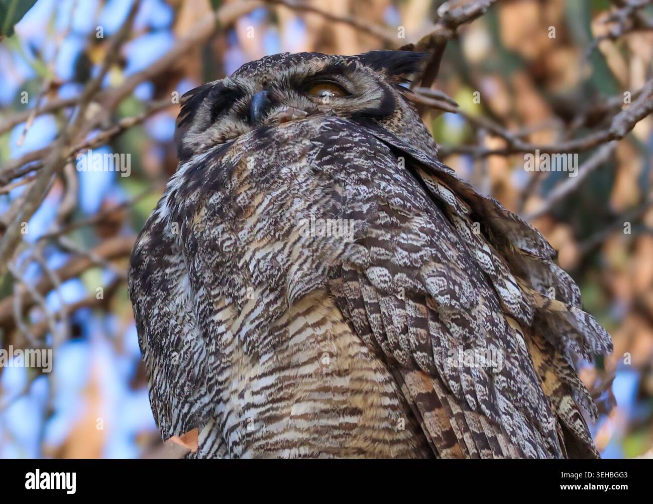 16 mai 2026, Santa Barbara, CA, USA : Great Horned Owl Mama in Eucalyptus Tree at Shoreline Park à Santa Barbara, CA. ..ceci est l'un des trois owlets : les frères et sœurs ont vécu dans le grand arbre dominant une falaise au-dessus de l'océan Pacifique avec leur mère et père et resteront là jusqu'à ce qu'ils puissent voler. (Crédit image : © Amy Katz/ZUMA Press Wire) USAGE ÉDITORIAL SEULEMENT ! Non destiné à UN USAGE commercial ! Banque D'Images