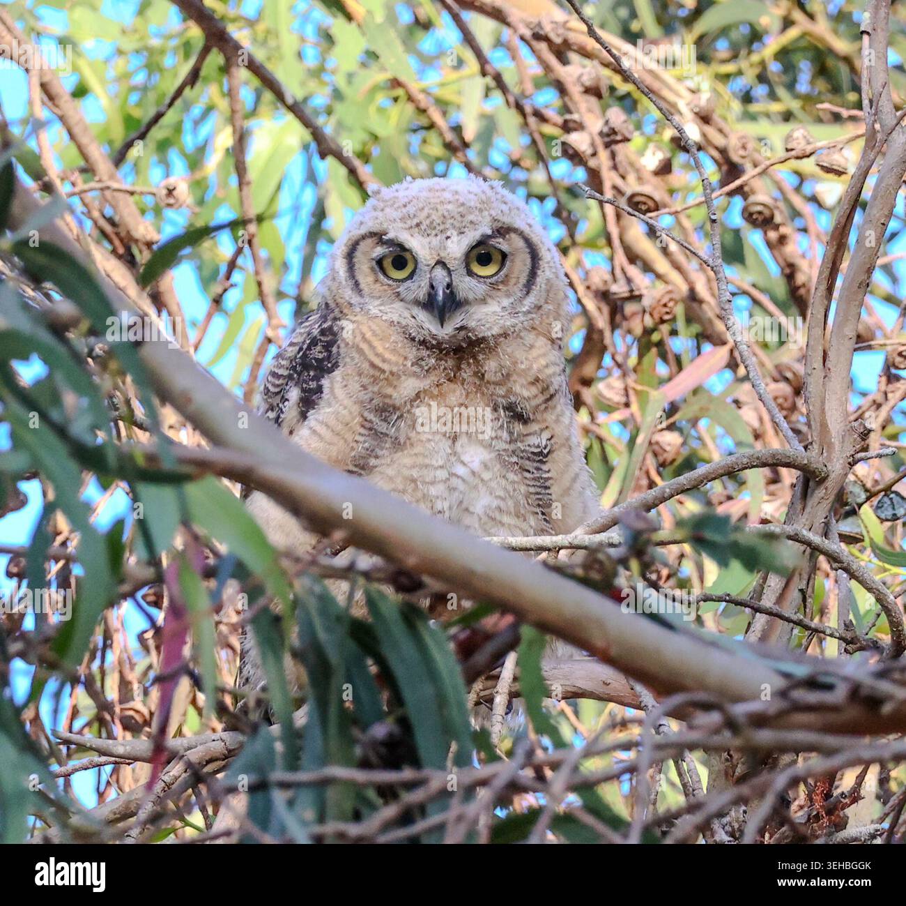 16 mai 2026, Santa Barbara, CA, États-Unis : Great Horned Owl Baby in Eucalyptus Tree at Shoreline Park à Santa Barbara, CA. ..ceci est l'un des trois owlets : les frères et sœurs ont vécu dans le grand arbre dominant une falaise au-dessus de l'océan Pacifique avec leur mère et père et resteront là jusqu'à ce qu'ils puissent voler. (Crédit image : © Amy Katz/ZUMA Press Wire) USAGE ÉDITORIAL SEULEMENT ! Non destiné à UN USAGE commercial ! Banque D'Images