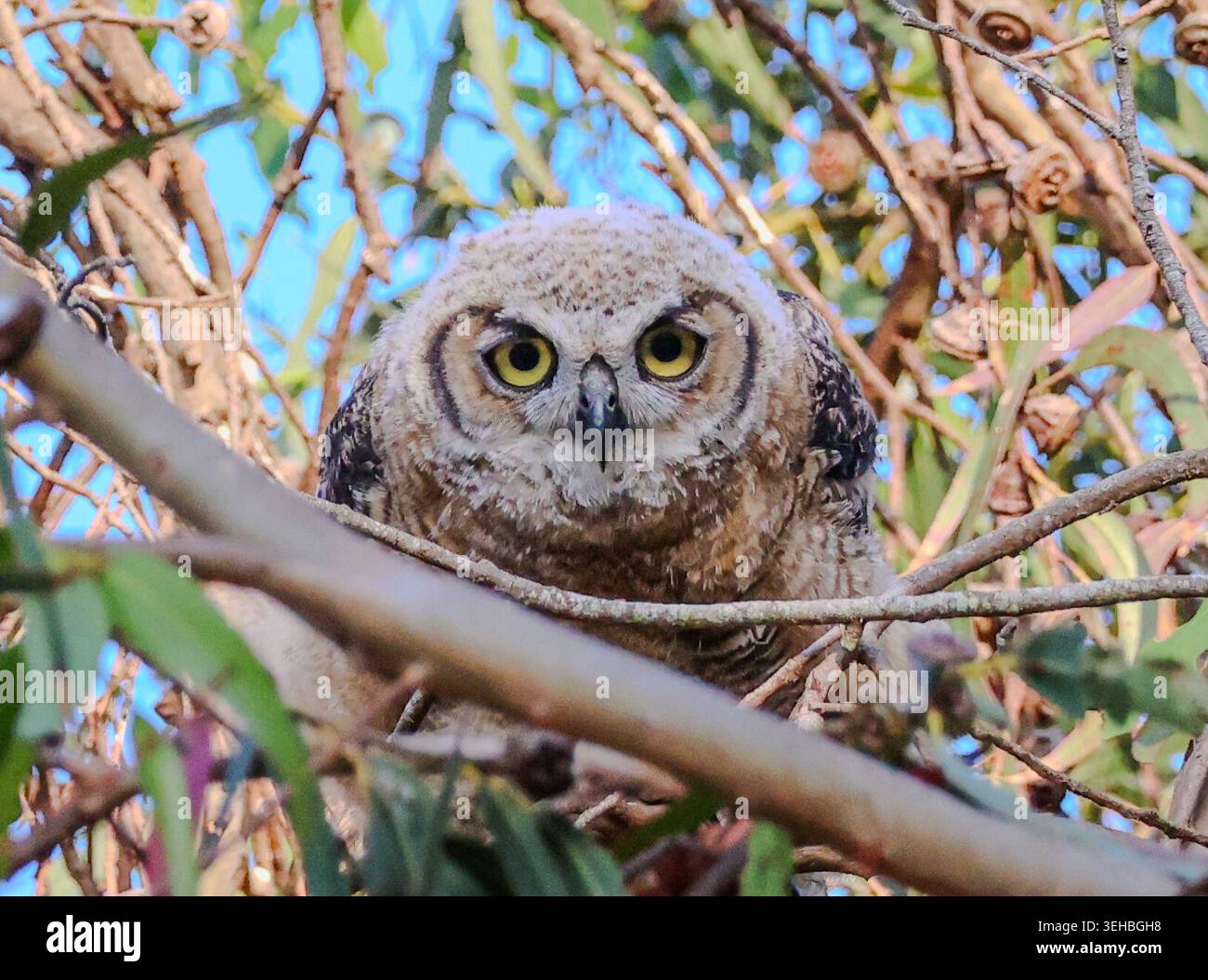 16 mai 2026, Santa Barbara, CA, États-Unis : Great Horned Owl Baby in Eucalyptus Tree at Shoreline Park à Santa Barbara, CA. ..ceci est l'un des trois owlets : les frères et sœurs ont vécu dans le grand arbre dominant une falaise au-dessus de l'océan Pacifique avec leur mère et père et resteront là jusqu'à ce qu'ils puissent voler. (Crédit image : © Amy Katz/ZUMA Press Wire) USAGE ÉDITORIAL SEULEMENT ! Non destiné à UN USAGE commercial ! Banque D'Images