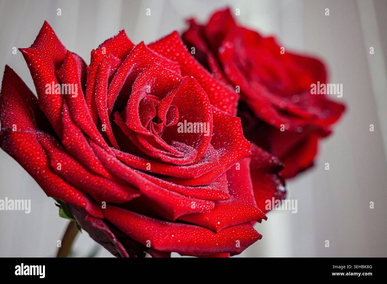 Vue macro de roses rouges éclatantes couvertes de minuscules gouttelettes d'eau, mettant en valeur des pétales délicats, une texture riche et une beauté florale romantique. à la lumière naturelle. Banque D'Images