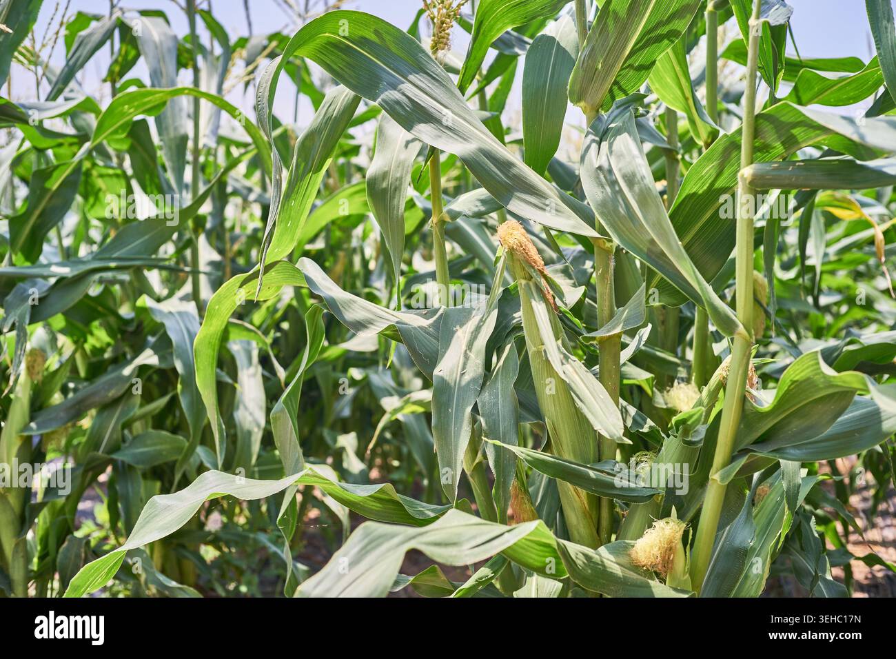 Champ de maïs vert florissant avec pompons fleuris sous un ciel bleu clair. Un gros plan capture de jeunes épis de maïs poussant sur des tiges en Corée rurale. Banque D'Images