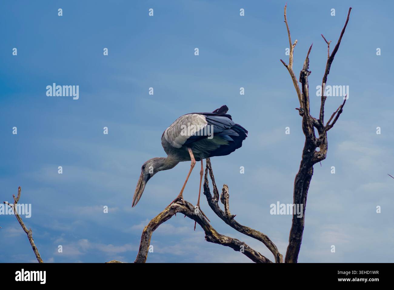 Cigogne asiatique à bec ouvert perchée sur une branche d'arbre sèche contre le ciel bleu, moment paisible de la faune mettant en valeur la nature, la liberté, la solitude et l'habitat naturel Banque D'Images
