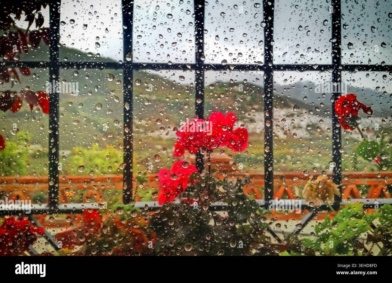 Géraniums ou pélargoniums, sur un rebord de fenêtre pendant une rare journée pluvieuse à Frigiliana, Costa del sol, Province de Malaga, Andalousie, Espagne. Banque D'Images
