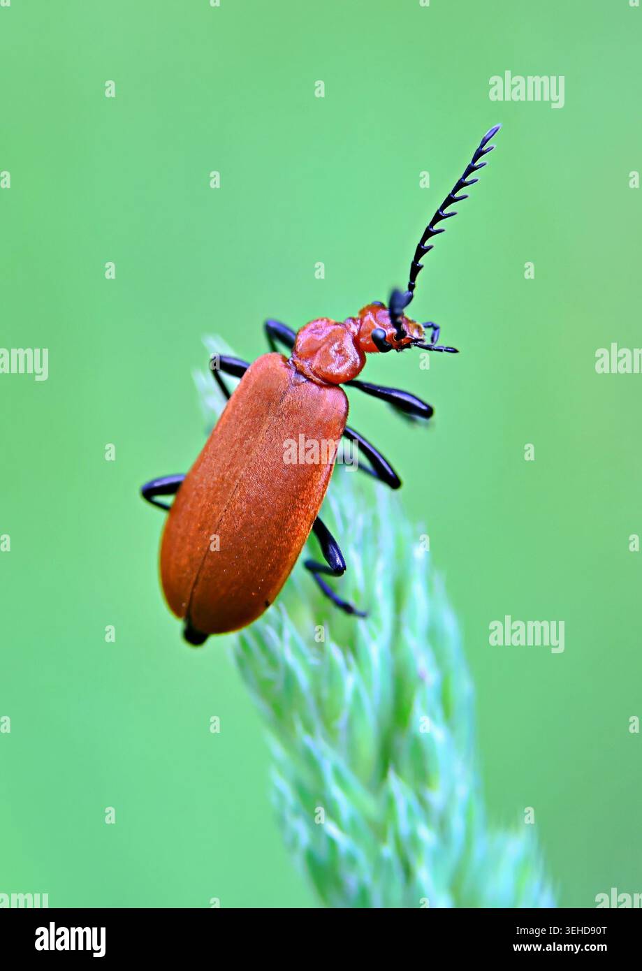 Coléoptère cardinal à tête rouge avec fond vert Banque D'Images