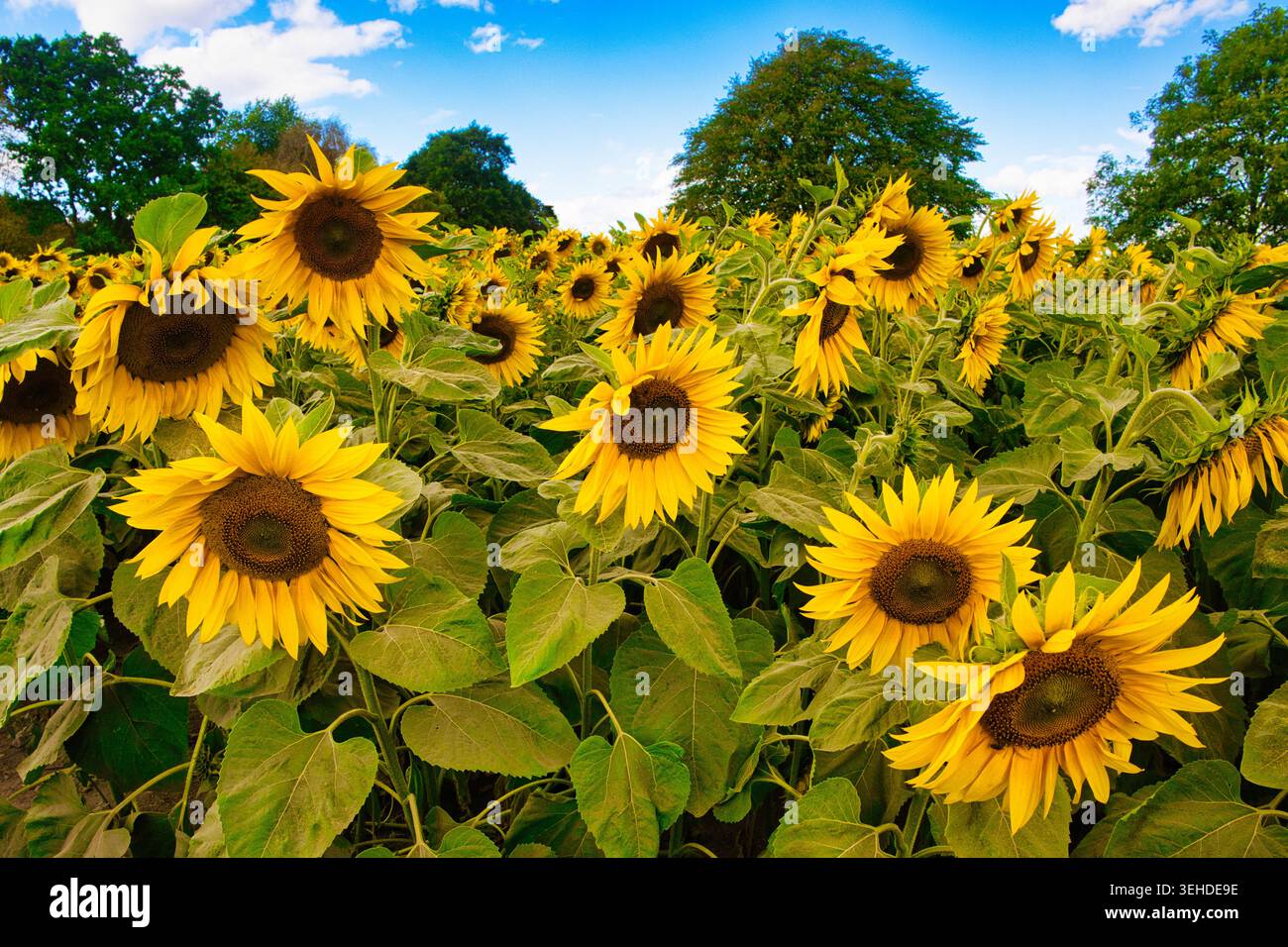Tournesols au soleil Banque D'Images