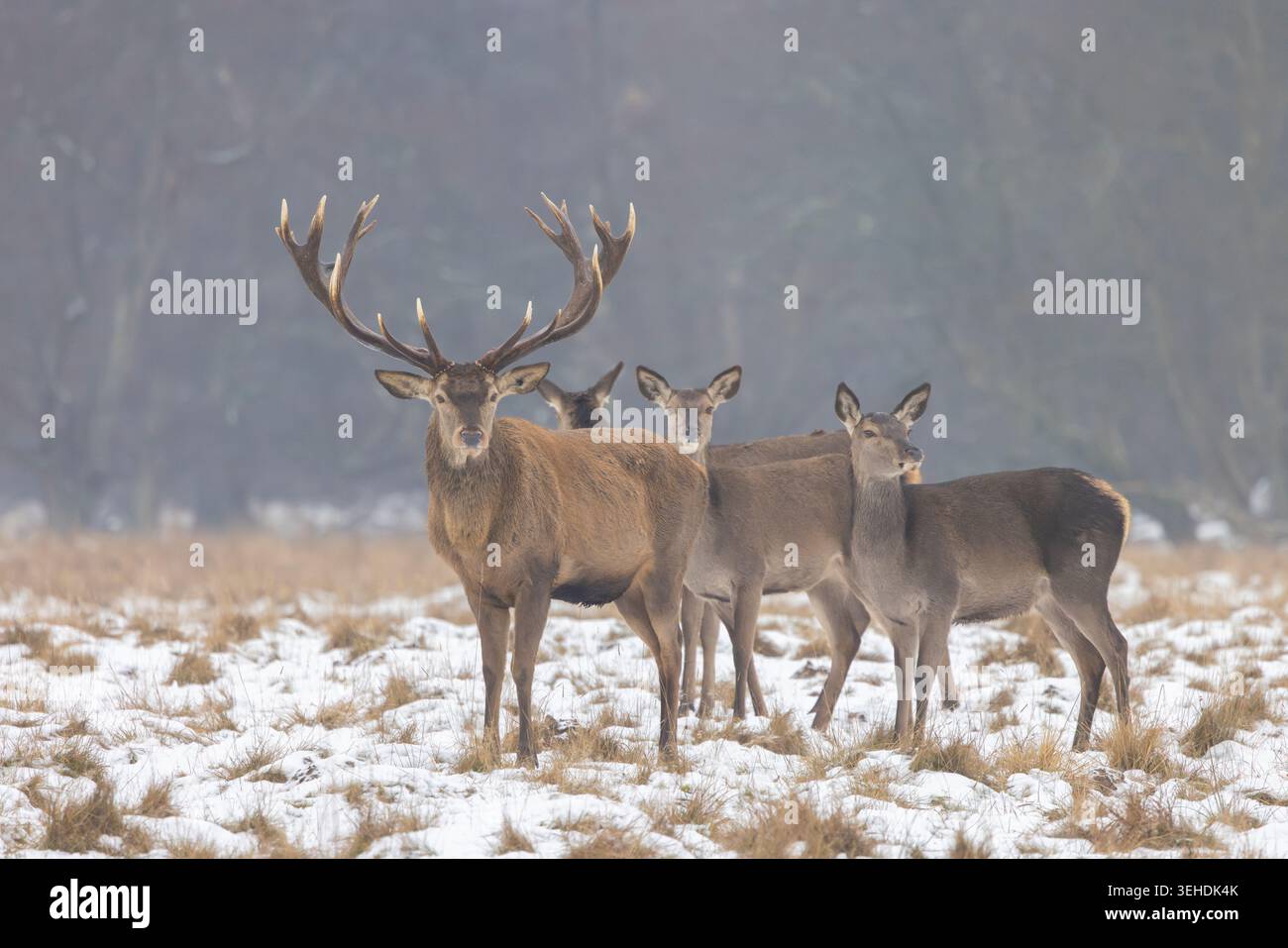 Cerf rouge, Cervus elaphus, cerf et arrière dans la neige, hiver, Danemark Banque D'Images