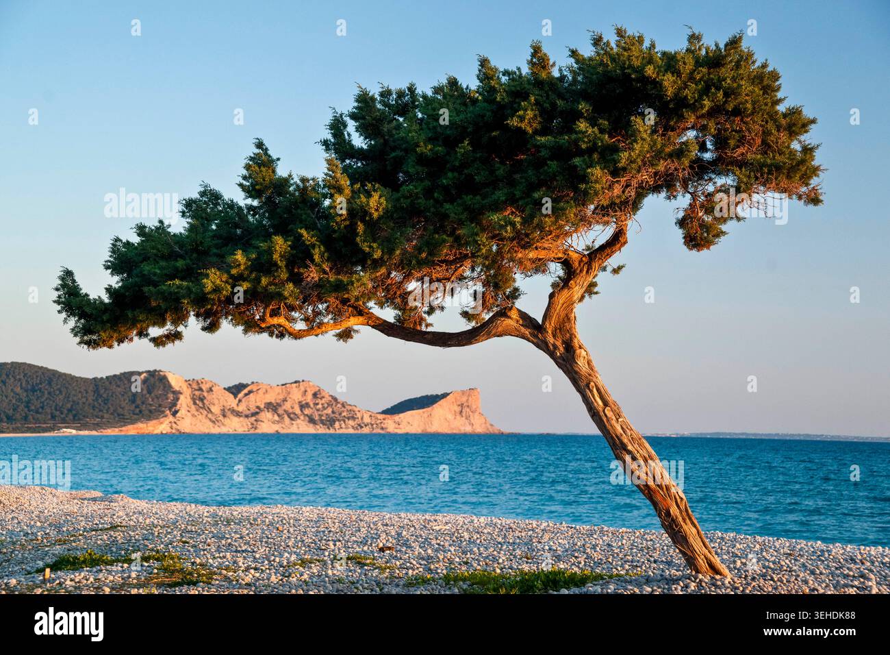 genévrier noir (Juniperus phoenicea, Cupressaceae). Codolar Beach. Sant Josep de Talaia. Ibiza. Îles Baléares. Espagne. Banque D'Images