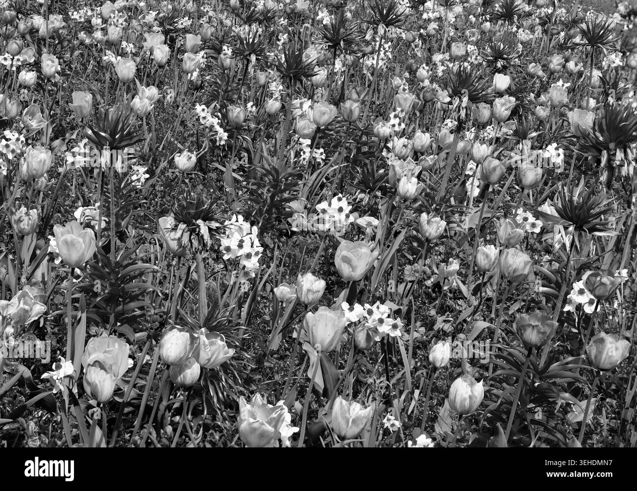 belle prairie de fleurs avec tulipes, jonquilles et autres fleurs dans la prairie sauvage Banque D'Images
