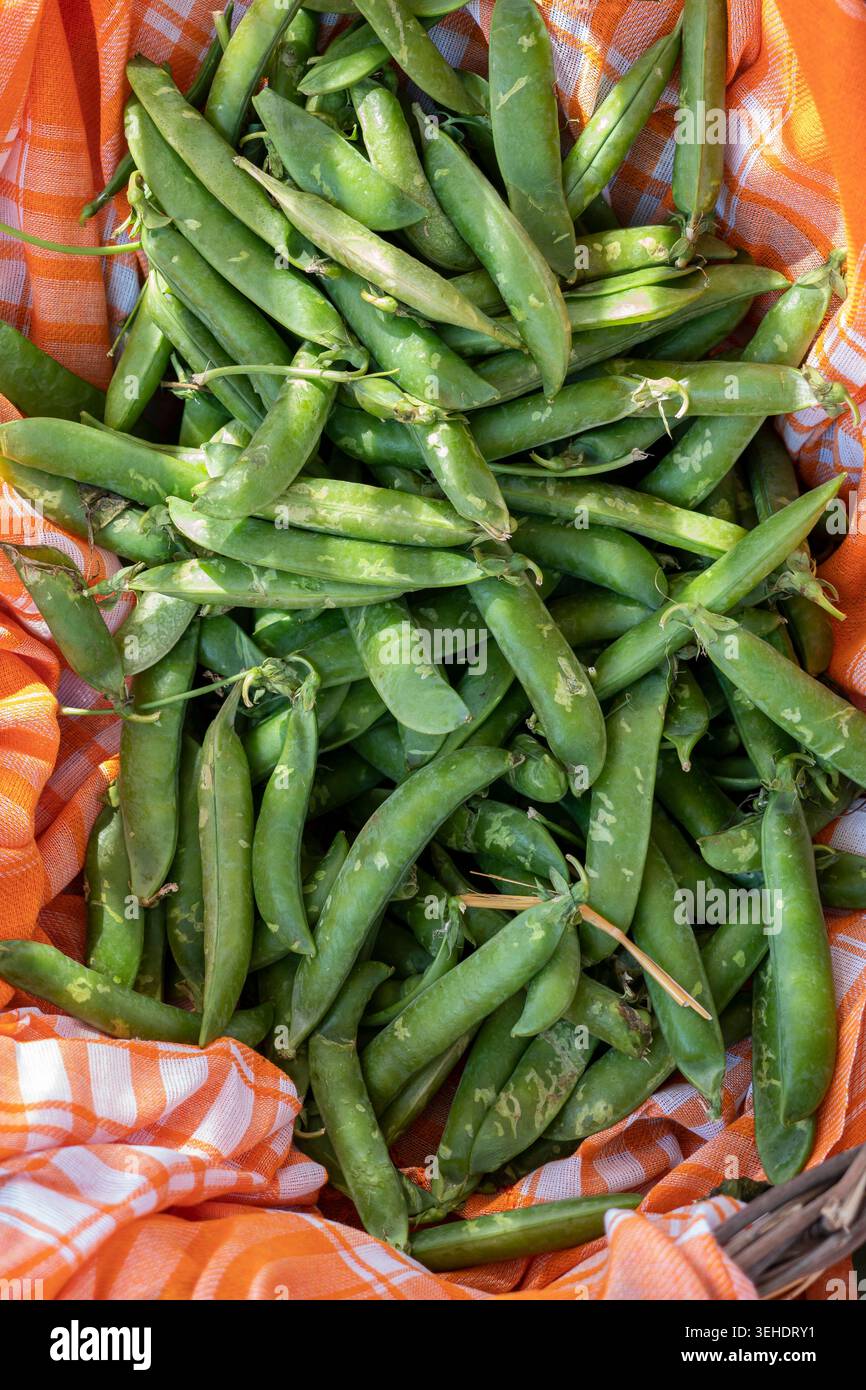 Haricots frais dans un panier tressé – Légume de saison sain et ingrédient naturel de cuisine Banque D'Images