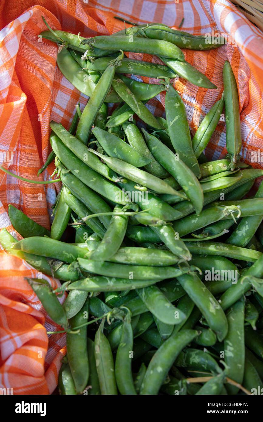 Haricots frais dans un panier tressé – Légume de saison sain et ingrédient naturel de cuisine Banque D'Images