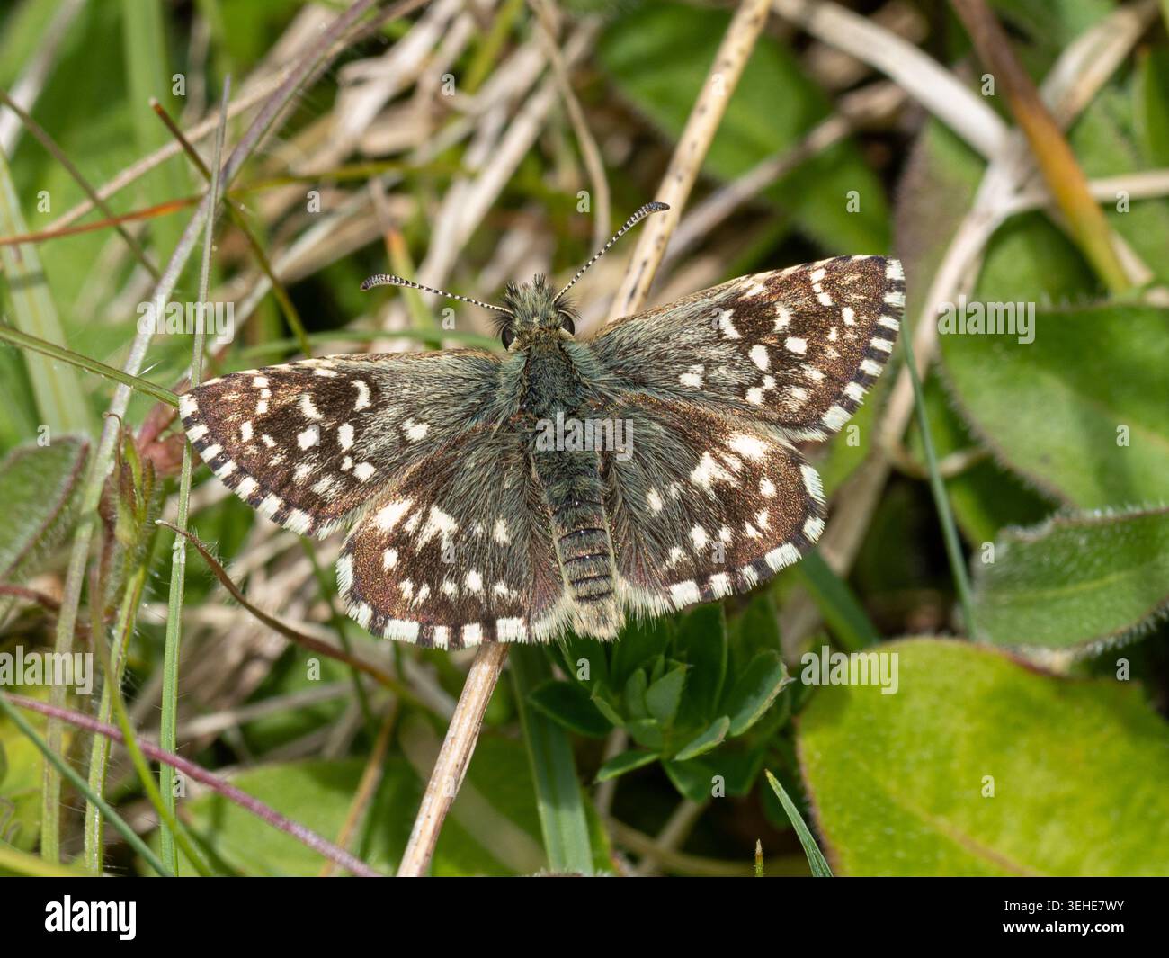 Papillons grizzled (Pyrgus malvae) sur un habitat de prairie craie dans le Hampshire, Angleterre, Royaume-Uni, au printemps Banque D'Images