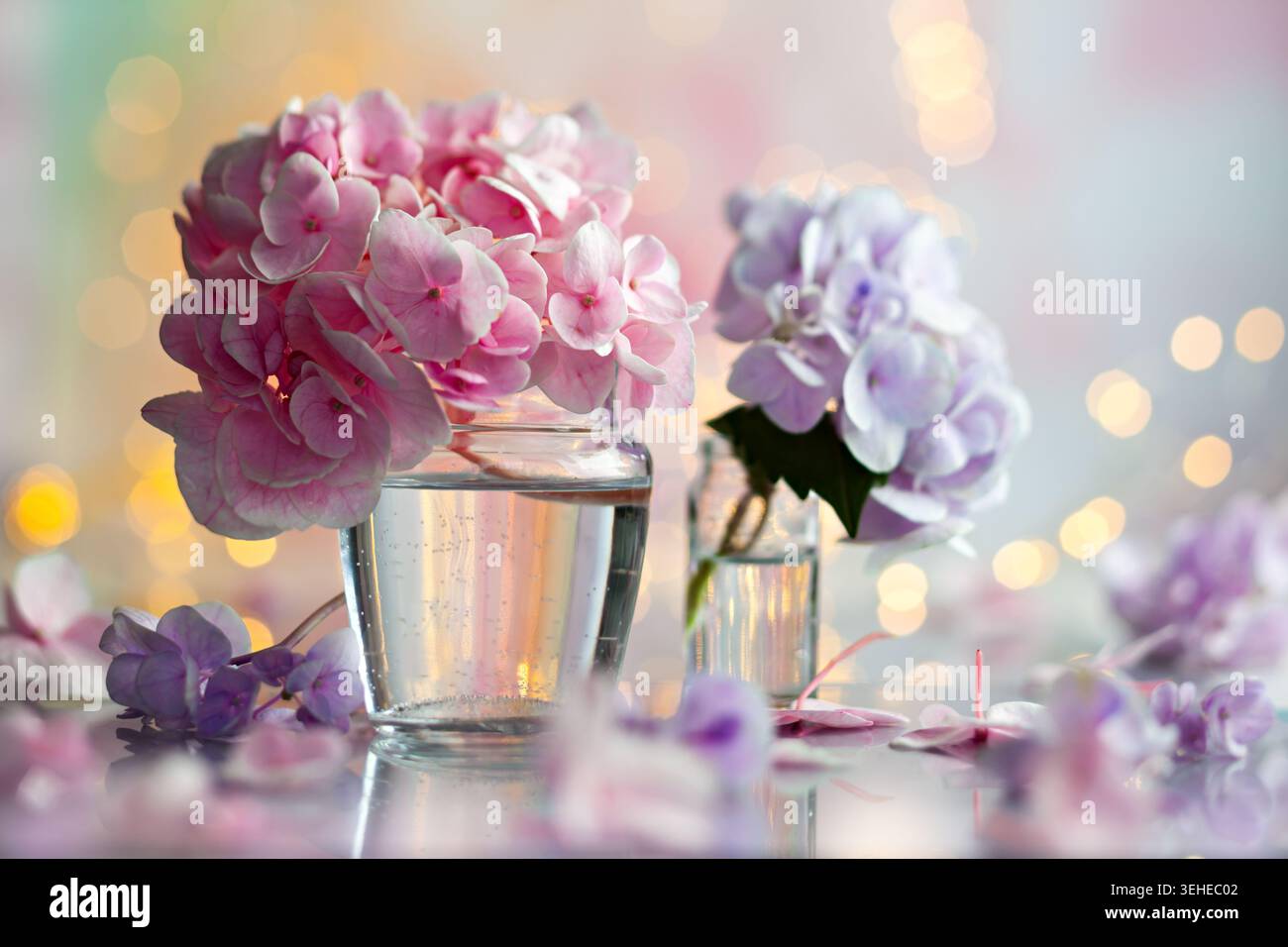 De belles fleurs d'hortensia dans des vases en verre au milieu de Soft Bokeh Lighting Banque D'Images
