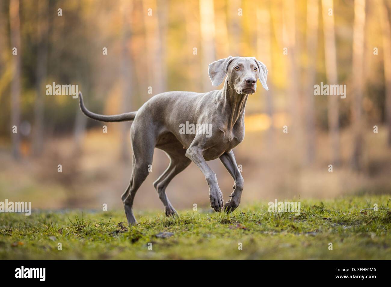 Chien de chasse Weimaraner de race pure en posture dynamique avec patte relevée sur l'herbe, regardant attentivement avec des arbres de forêt flous dorés chauds en arrière-plan Banque D'Images