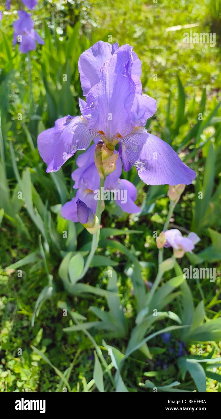 Iris barbus violets fleurissant dans un jardin ensoleillé Banque D'Images