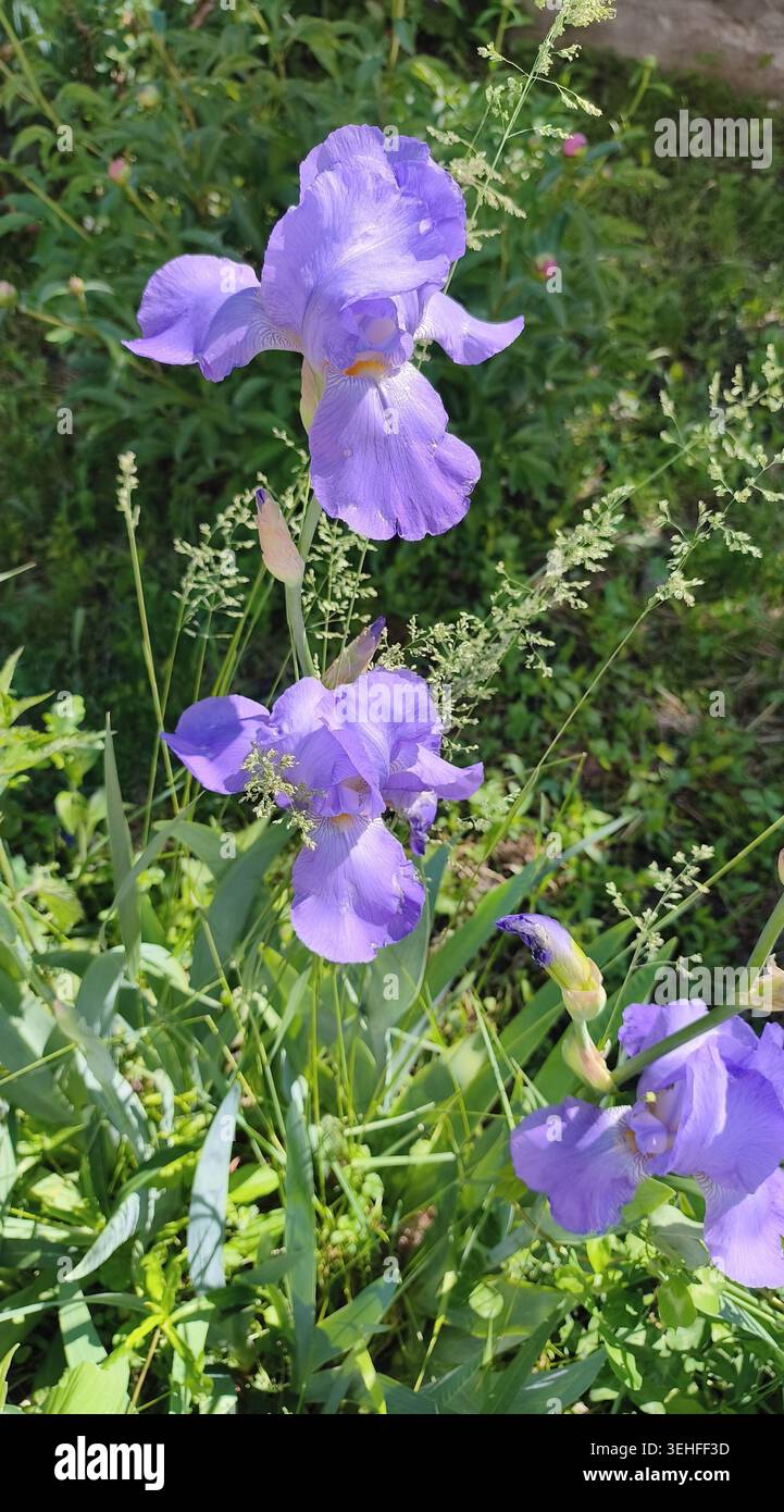 Iris barbus violets fleurissant dans un jardin ensoleillé Banque D'Images