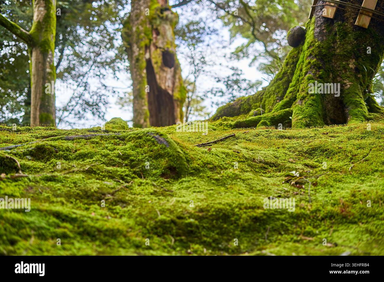 Gros plan, vue en contre-plongée d'un sol forestier entièrement recouvert de mousse verte vibrante. La mousse crée un tapis doux et ondulé sur le sol et Banque D'Images