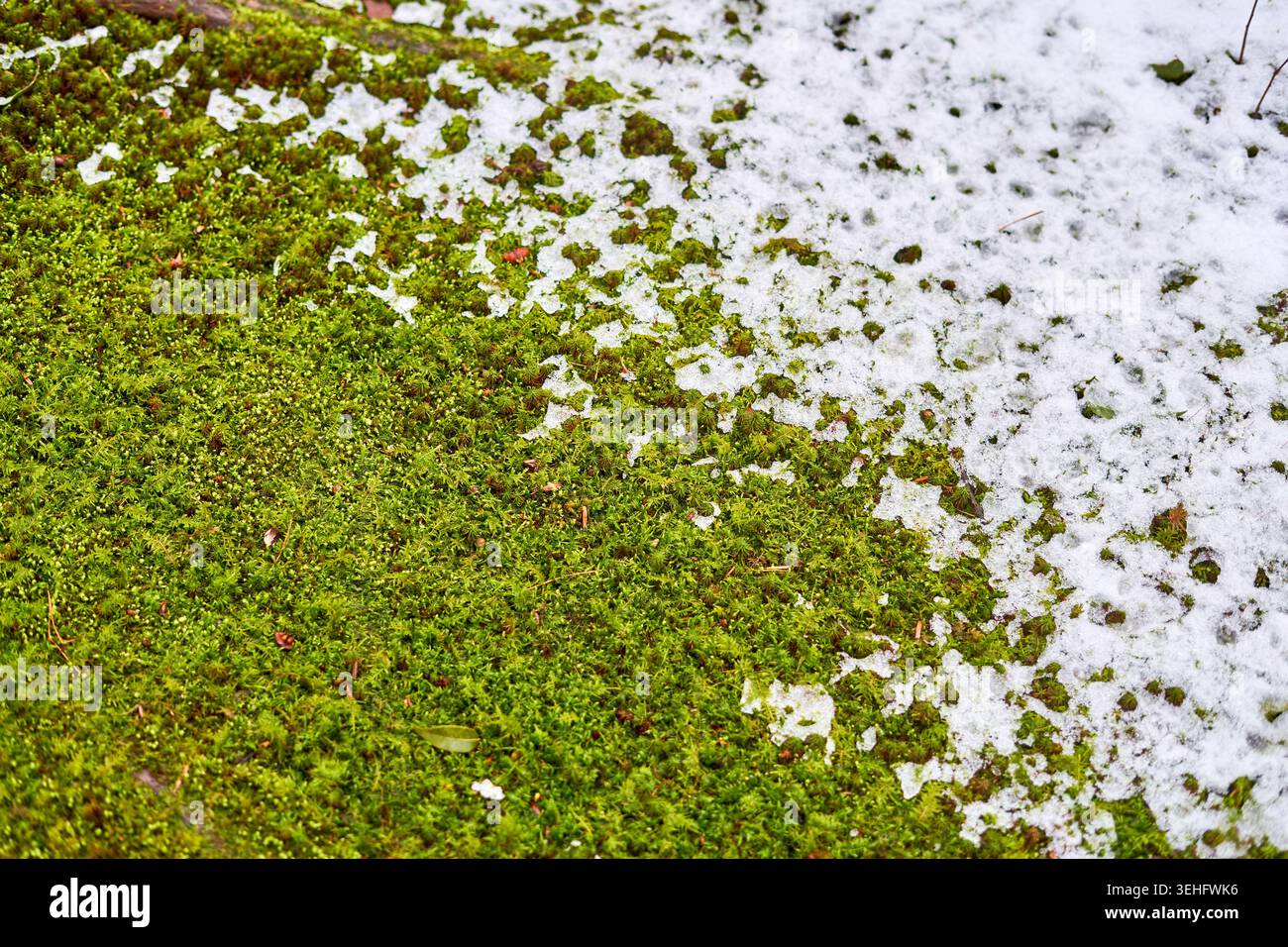 Vue rapprochée de mousse verte vibrante partiellement recouverte de neige blanche en train de fondre. L'image capture une transition diagonale d'une mousse dense et luxuriante sur le Banque D'Images