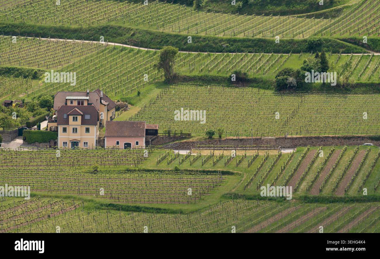 Domaine privé de vignobles parmi les champs verdoyants et les collines cultivées. Banque D'Images