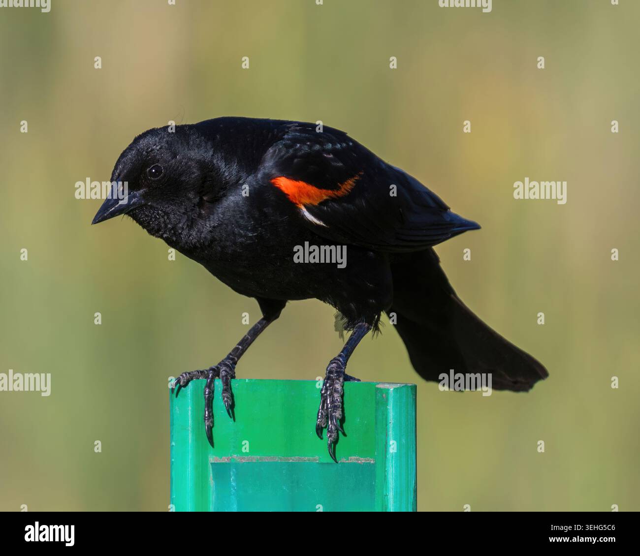 Un mâle à ailes rouges perché sur un poteau vert sur un fond naturel légèrement flou. Réserve naturelle de Foothills, comté de Santa Clara, Califo Banque D'Images