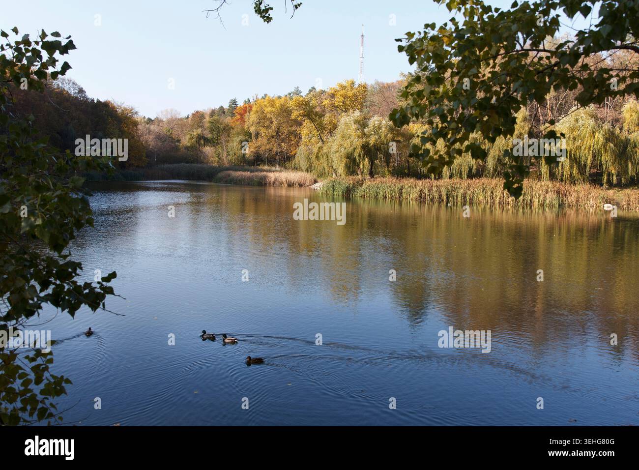 Une scène de rivière sereine avec l'eau calme reflétant les arbres. Les canards nagent paisiblement au premier plan. Le feuillage d'automne ajoute de la couleur au paysage Banque D'Images