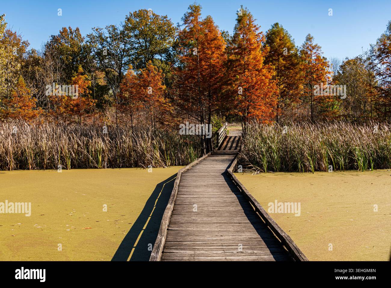 Promenade dans les marais de Howell Banque D'Images