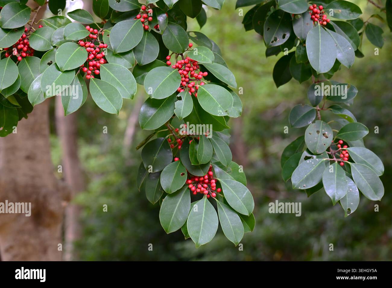 houx à feuilles rondes (Ilex rotunda) fruits (drupe). Aquifoliaceae à feuilles persistantes. Il est dioïque, ce qui signifie que seules les plantes femelles produisent des fruits qui mûrissent en rouge. Banque D'Images