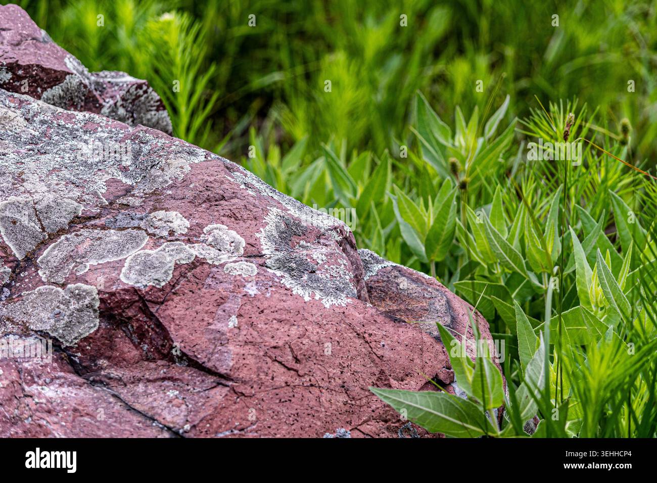 Une composition diagonale dynamique présente un affleurement texturé de roche volcanique rhyolite rougeâtre-pourpre recouverte de lichen vert pâle. Banque D'Images