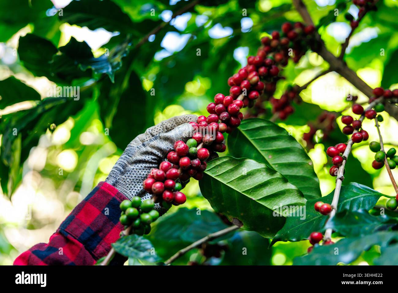 Gros plan d'une main gantée cueillant des baies de café matures pendant la saison des récoltes pour la production de boissons spécialisées et les chaînes d'approvisionnement agricoles. Banque D'Images