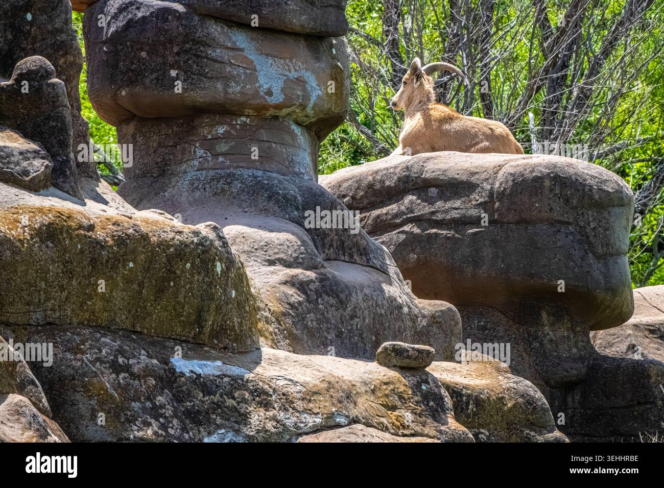Un mouton de Barbarie africain, également connu sous le nom d'Aoudad, au sommet des rochers du musée et de la réserve naturelle de Wollaroc dans les collines d'Osage près de Bartlesville, Oklahoma. Banque D'Images
