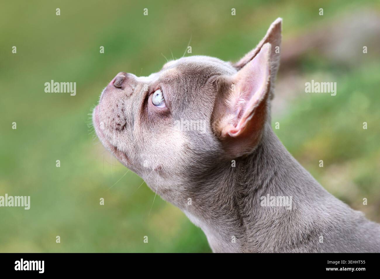 New Shade Isabella chien bouledogue français coloré avec des yeux bleus très clairs Banque D'Images
