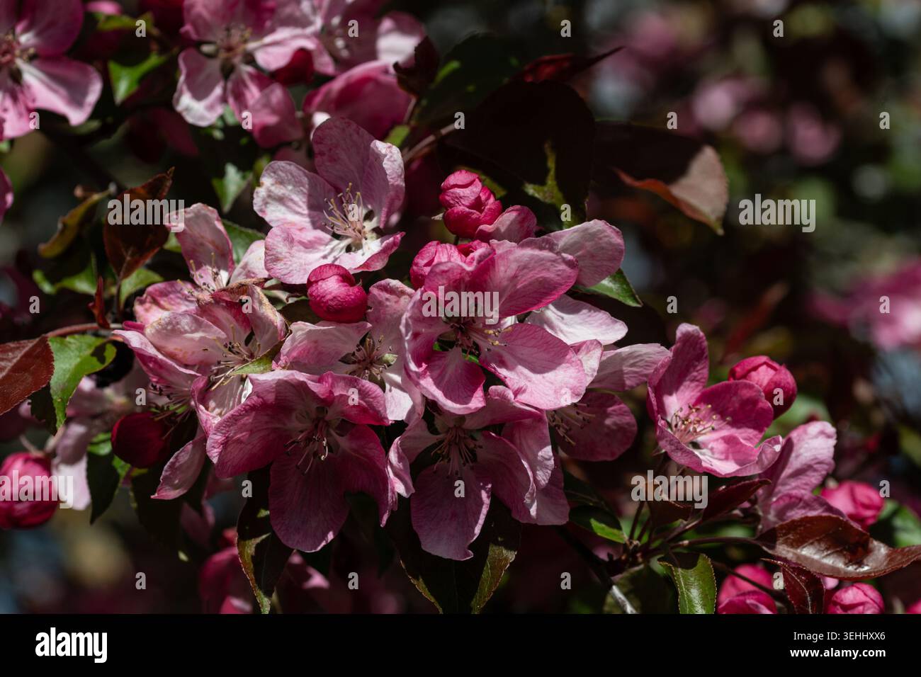Gros plan de fleurs de pomme rose sous la lumière naturelle douce du soleil avec une faible profondeur de champ. Utilisation éditoriale. Banque D'Images
