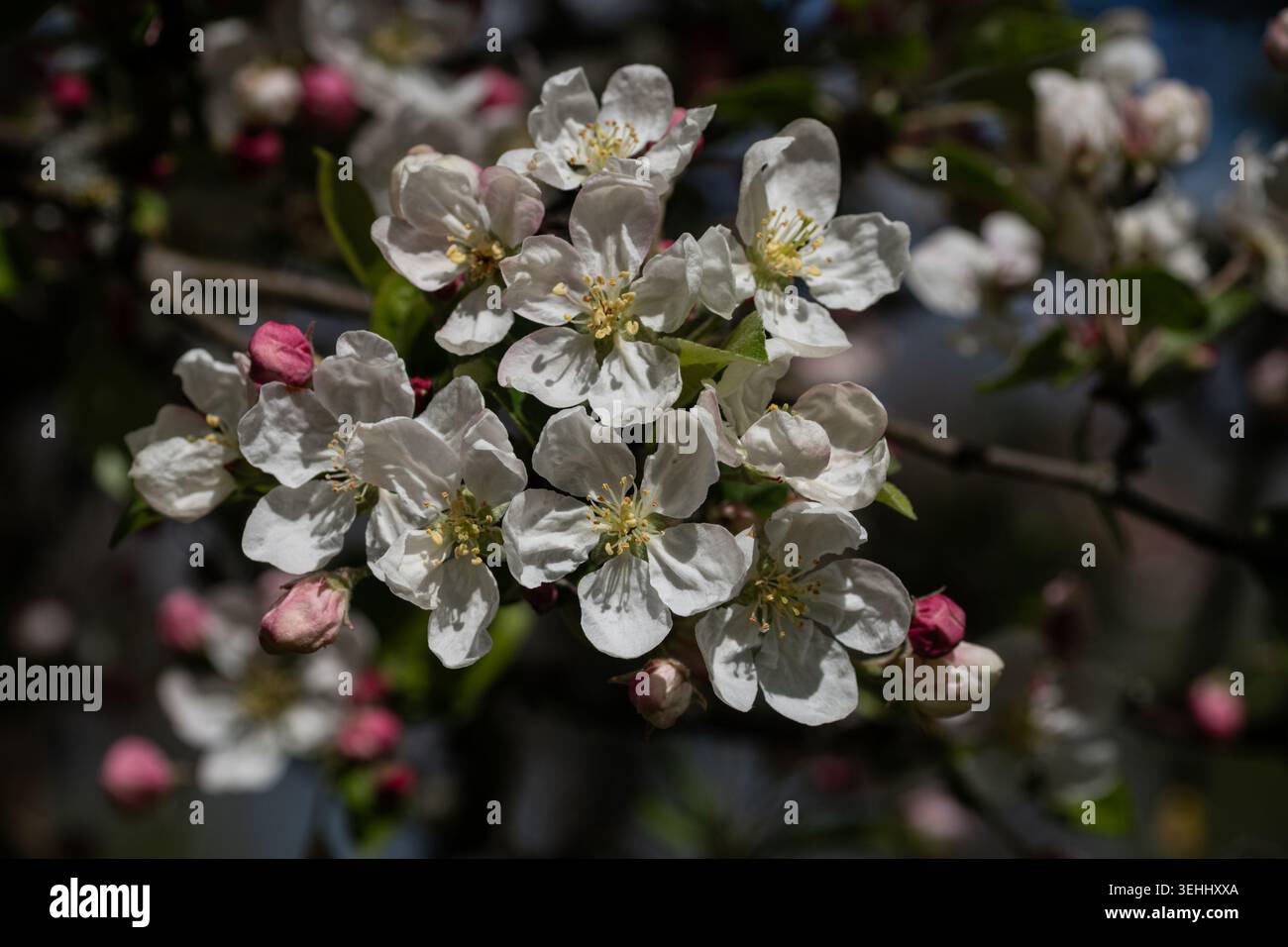 Gros plan de fleurs de pommiers (Malus domestica) avec des pétales blancs et des bourgeons roses à la lumière naturelle du soleil. Faible profondeur de champ. Banque D'Images