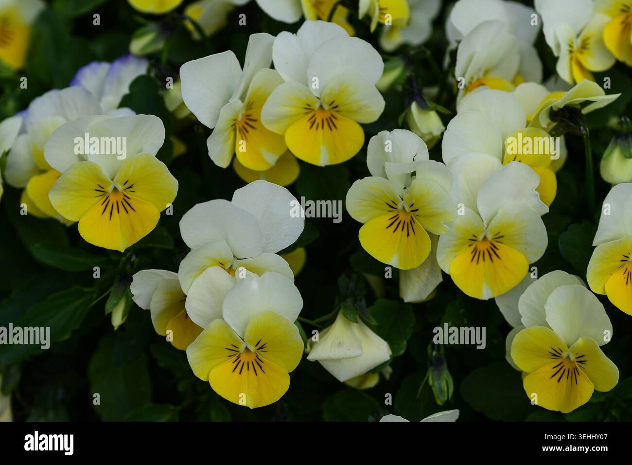 Potsdam, Allemagne – 16 mai 2026 : fleurs d'alto jaunes et blanches au soleil printanier sur l'île de l'amitié. Photographie macro montrant des pétales délicats. Banque D'Images