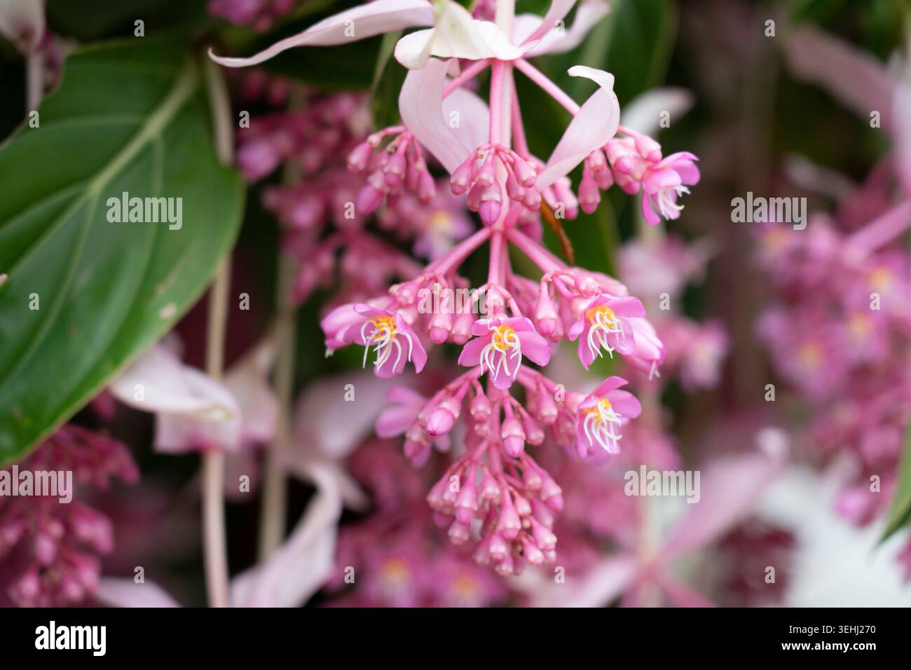 Medinilla magnifica, medinilla vertigineuse, raisin rose, plante à fleurs épiphytes originaire des Philippines Banque D'Images